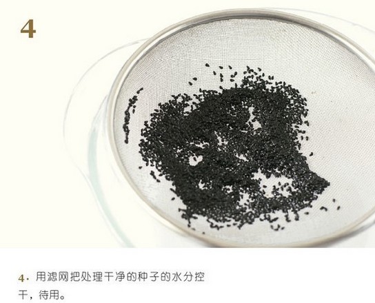 DIY小盆栽:火龙果种子发芽了_星梦奇缘forever