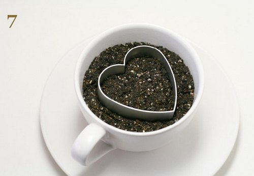 火龙果DIY盆景教程