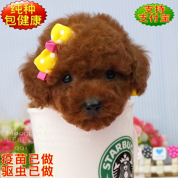 热销宠物狗 玩具_易购客 出售 微小配茶杯 支付