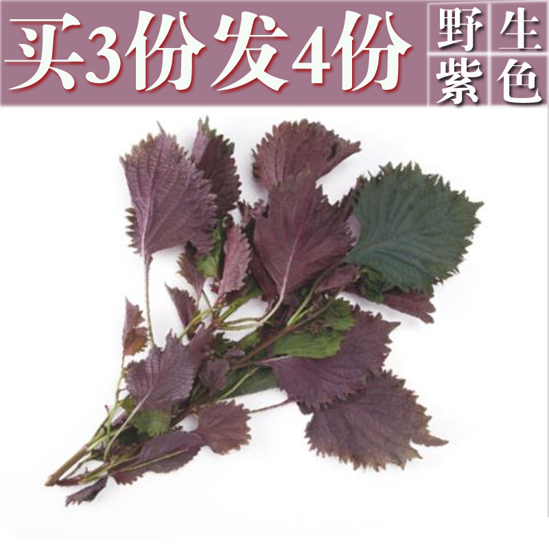 久耕野生紫苏 新鲜紫苏叶带嫩梗 双面紫色 湖南农家紫苏 现摘特产