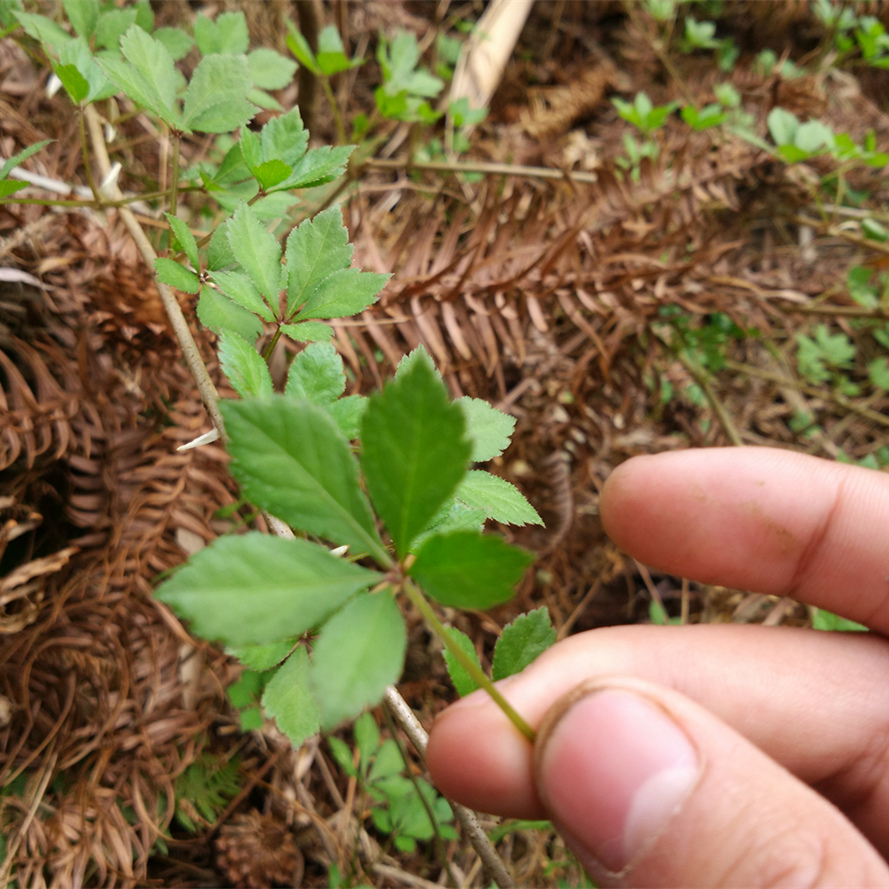 野生 刺五加苗 药用刺五加皮树苗 苦刺心种苗菜 盆栽地载易成活