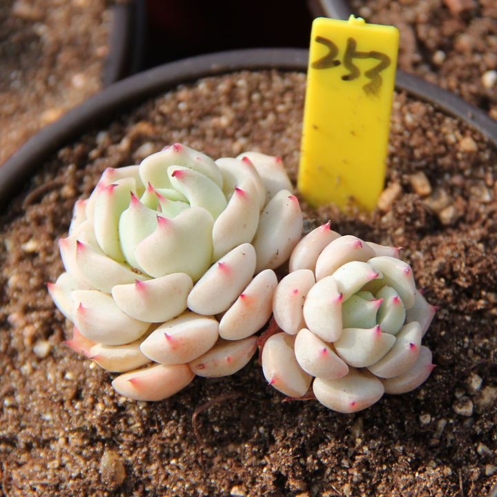 满百包邮 松果红爪 一物一拍 多肉植物 野玫瑰之精 红爪 多头群生