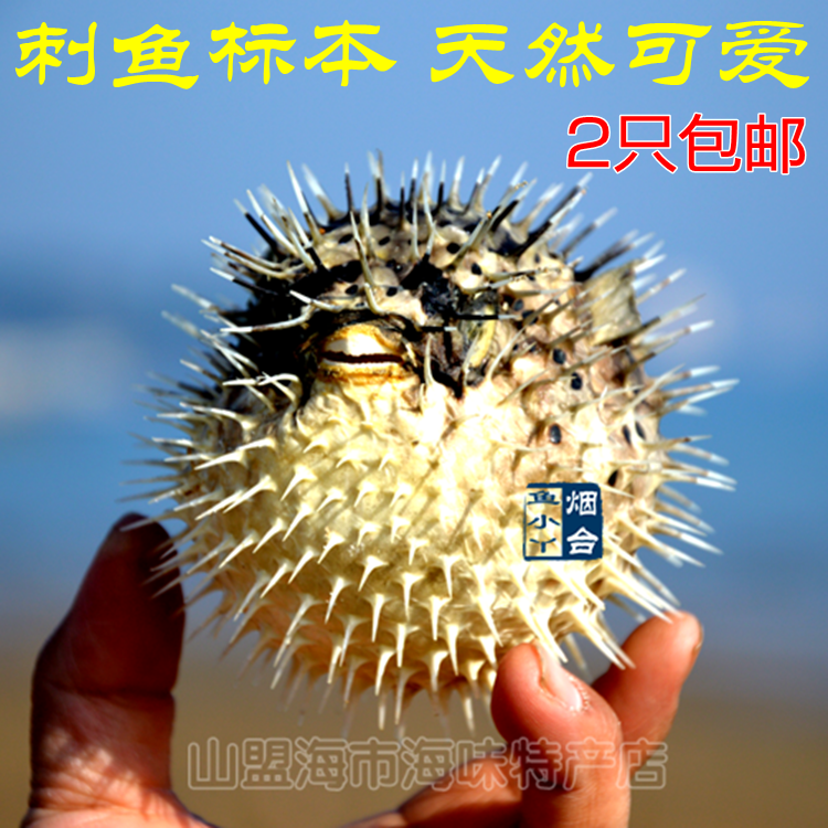 天然刺豚海气泡鱼标本挂饰个性生日礼物愤怒小鸟教学道具家居装饰