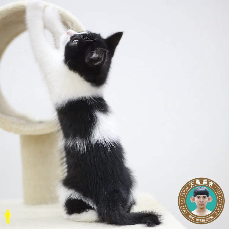 大耳猫舍|全国包邮 英短黑白正八宠物猫咪活体纯种家养繁殖幼猫公