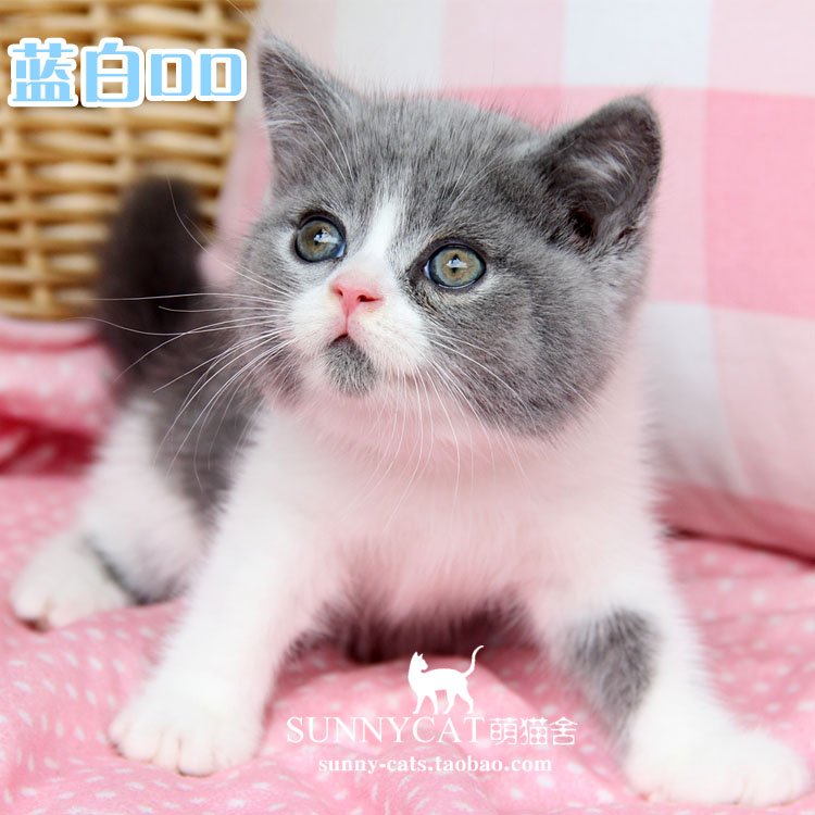 【已到北京新家】抢不到同款-英短蓝白猫 英国短毛猫宠物猫活体