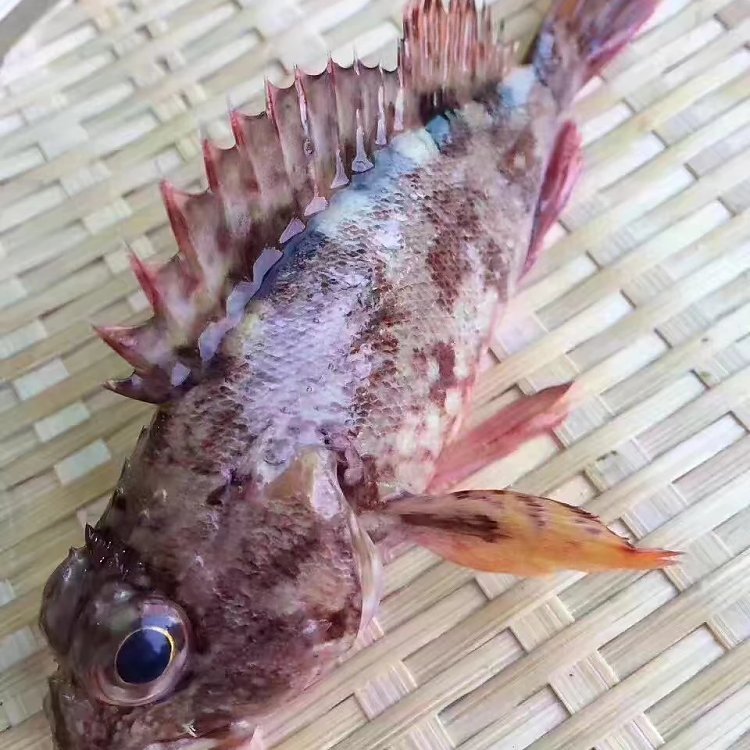 野生海钓新鲜活石翁鱼东山岛海鲜小石斑鱼师公褐石狗公鱼【大】