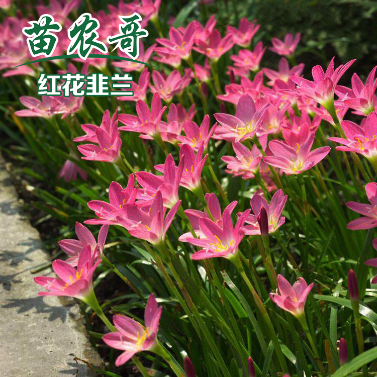 白花葱兰 红花韭兰【一袋装8-10平方】四季常绿庭院耐寒耐阴植物