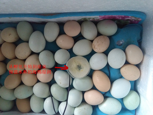 正品[孵化箱龟]自制龟孵化箱评测 石金钱龟蛋孵