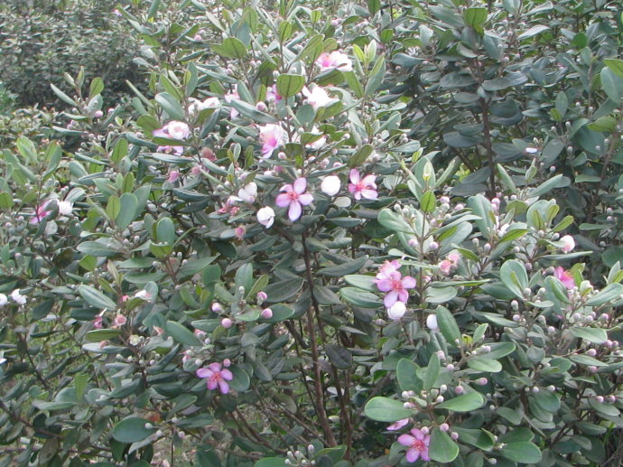 新鲜菇捻子山菍子山稔果干 桃金娘 稔果岗捻仔菍山捻子 野生 泡酒