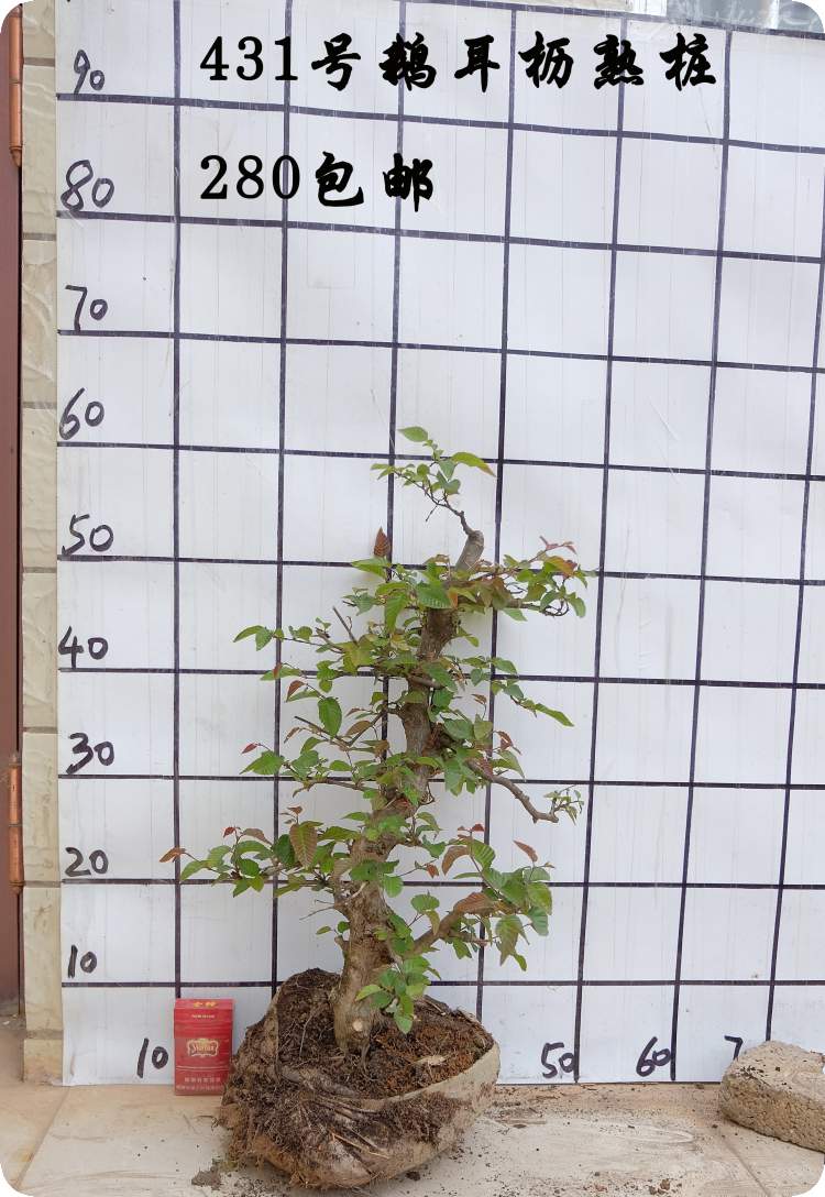 绿植花卉盆栽植物 室内植物办公室盆栽千金榆岩四手鹅耳枥盆景