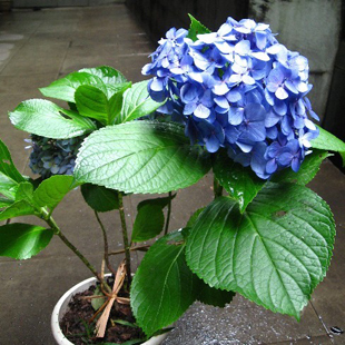 盆栽 花卉绿植盆栽 当年开花6色可选 绣球花3年苗 特价中