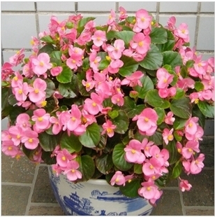 盆栽 玻璃海棠花 植物花卉盆栽 四季秋海棠 室内创意绿植盆景