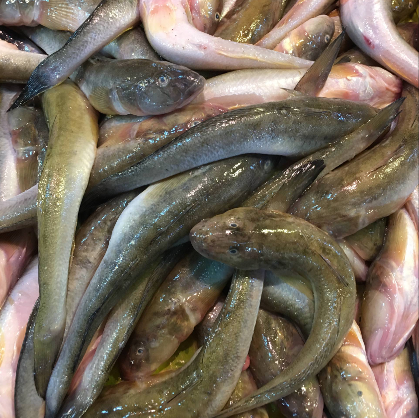 新鲜胖头鱼500g 新鲜小海鱼 扔巴鱼 海胖头 海鲶鱼 长兴市场海鲜