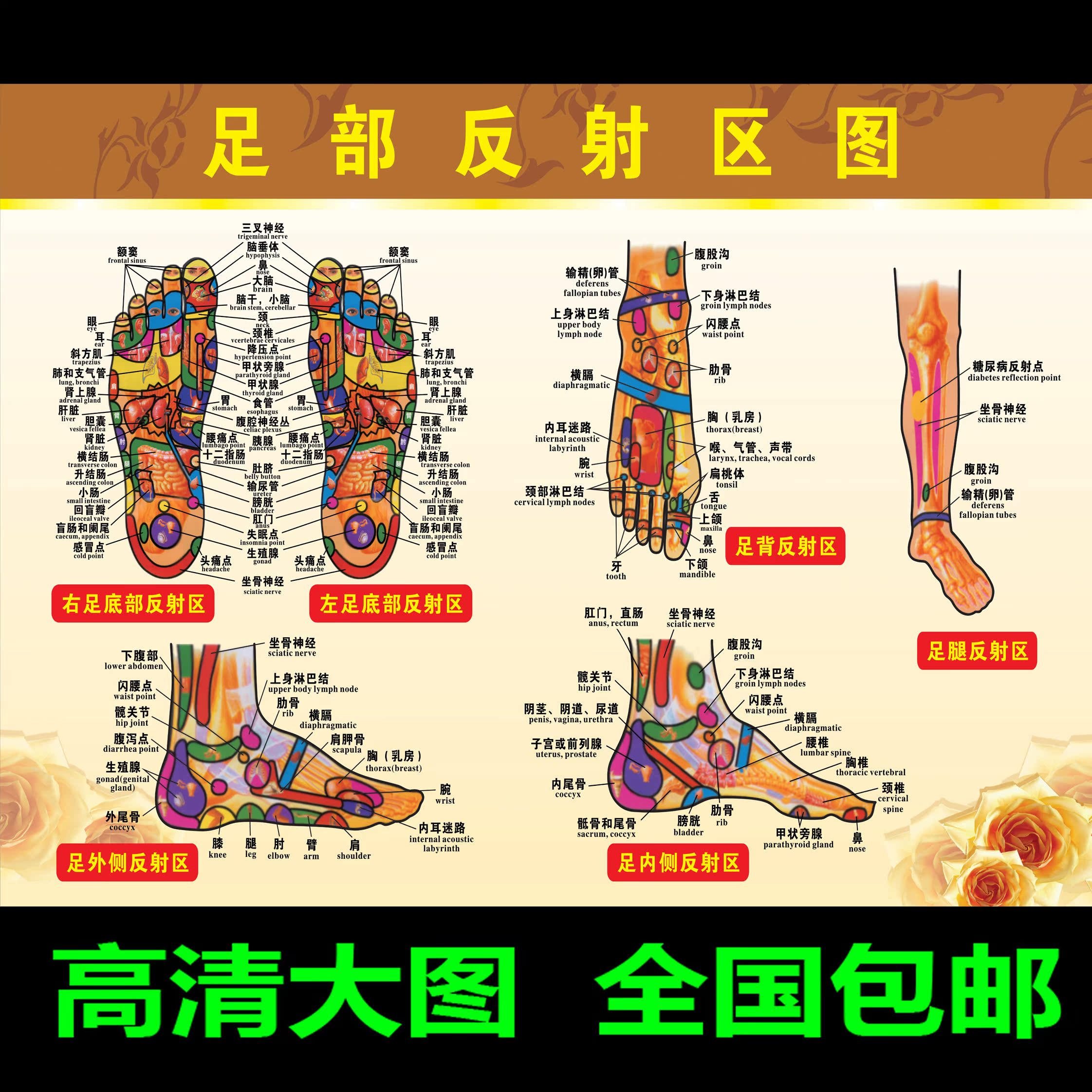 人体足底按摩穴位图足部反射区挂图片足疗脚底中医养生美容院海报