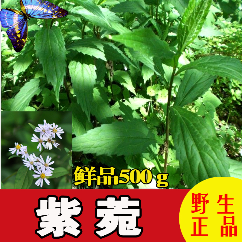 野生正品中药材紫苑小辫儿夹板菜驴耳朵菜软紫菀返魂草 鲜品500克