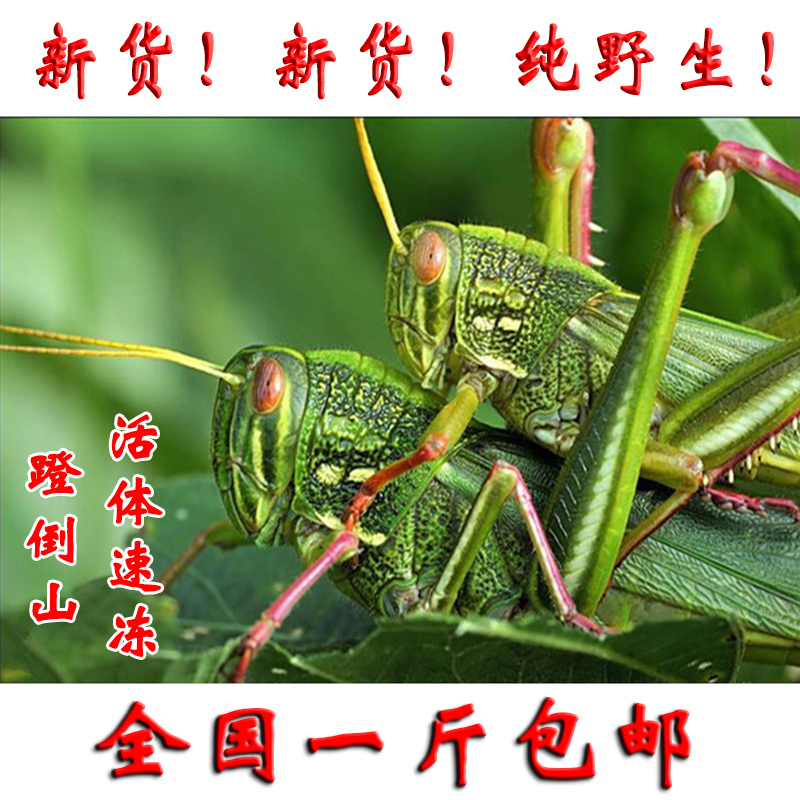 新鲜野味活体速冻大蚂蚱蹬倒山绿色棉蝗牛蚂蚱大蝗虫蚱蜢500g包邮