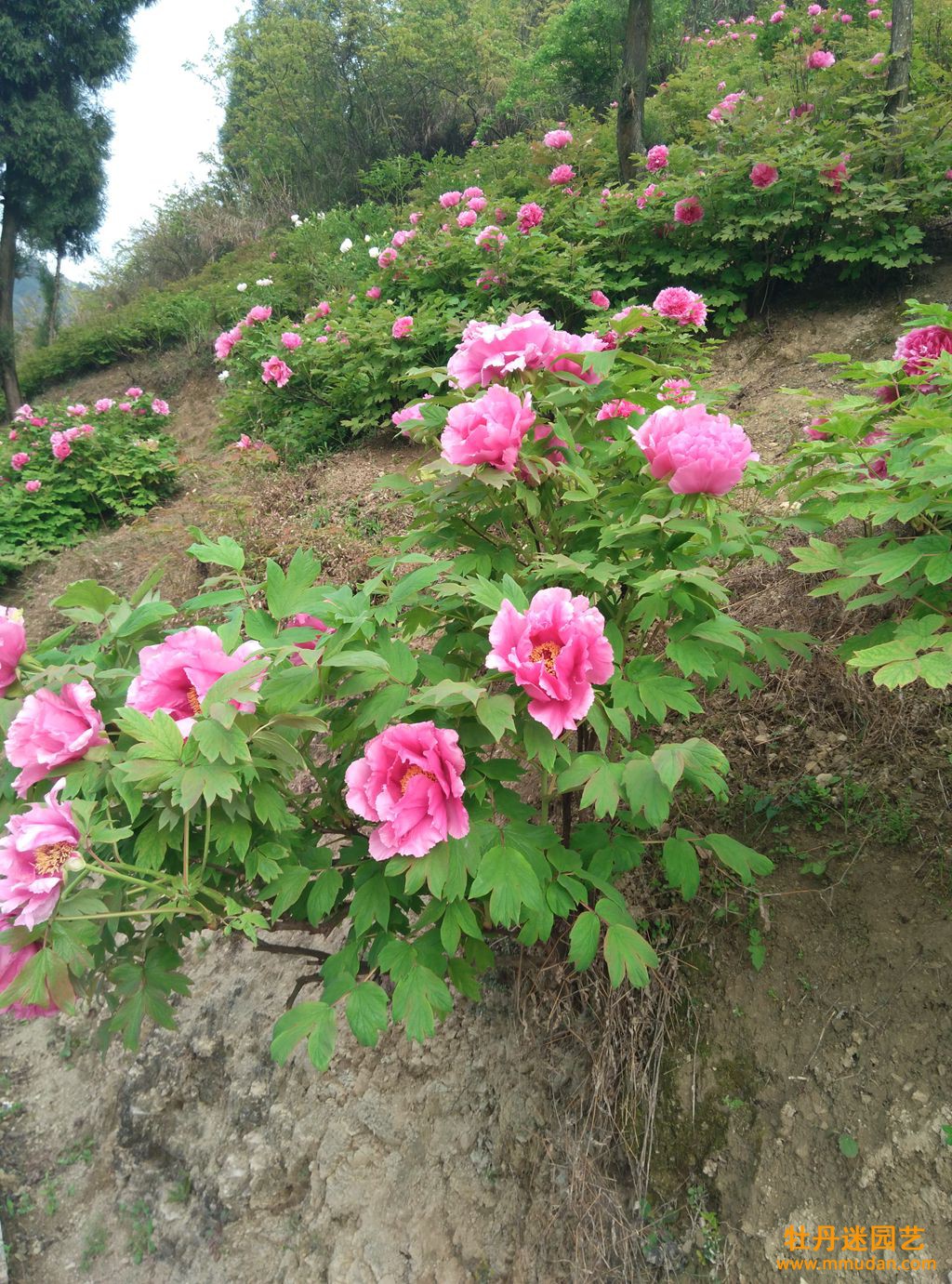 富贵红,牡丹花苗,重庆垫江太平牡丹园品种,西南,江南牡丹品种