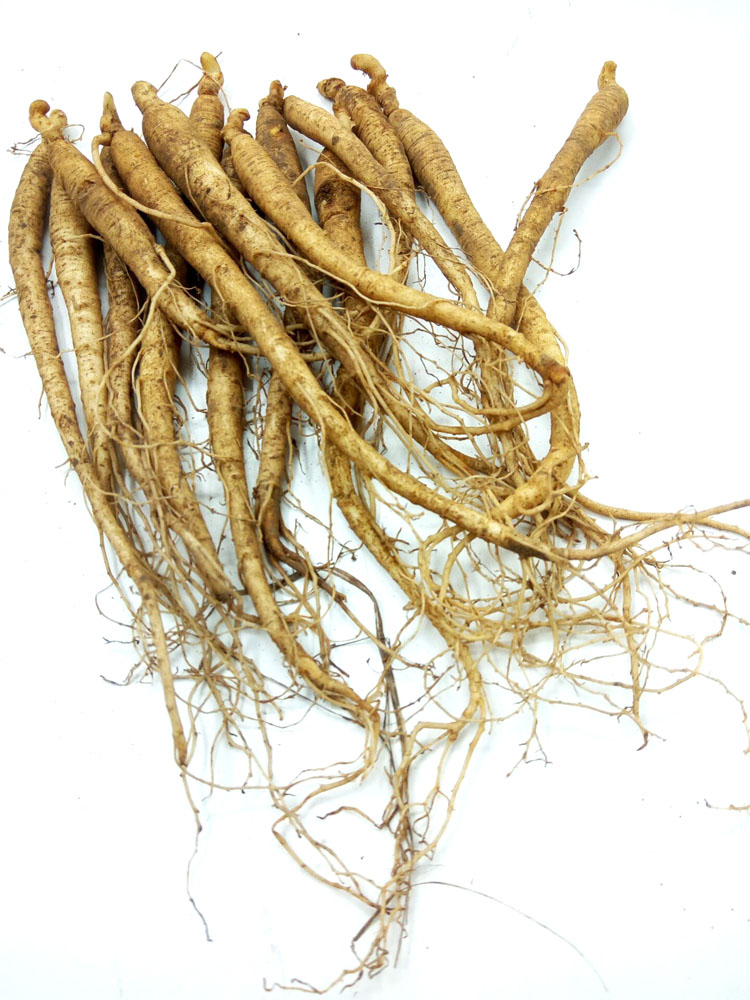 人参子_特价|包邮_人参苗盆栽,长白山人参苗 眼