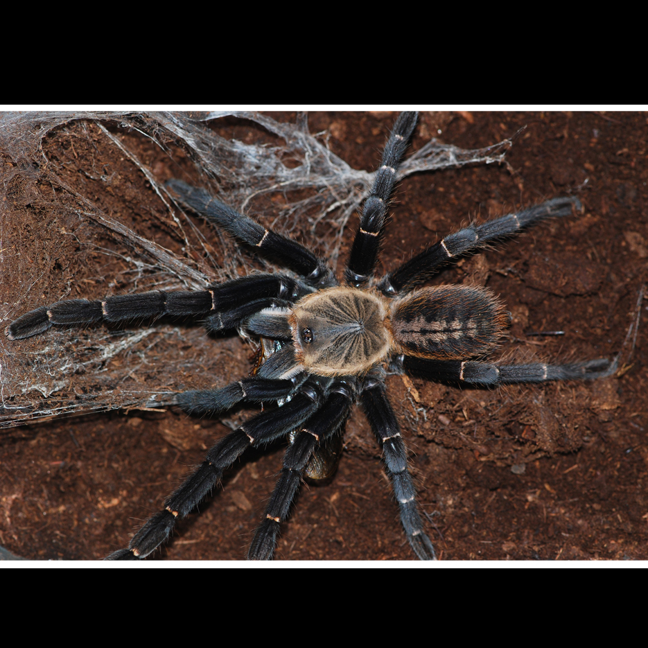 巴赫马地老虎haplopelma bach ma 2-3cm幼体 梦幻级地老虎蜘蛛