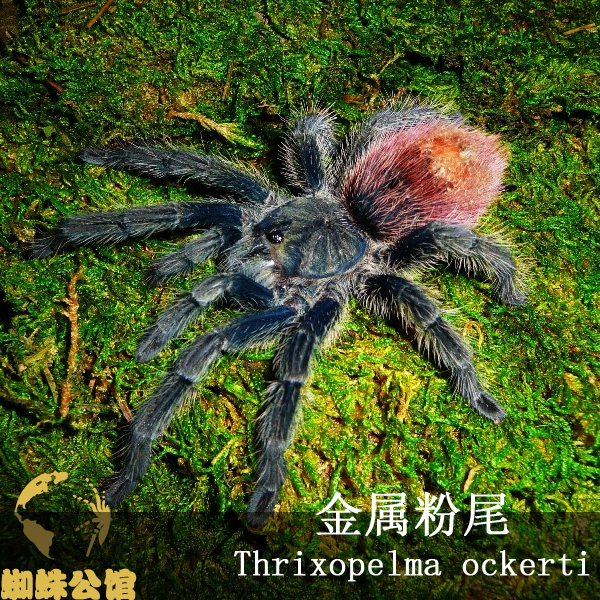 【现货】金属粉尾蜘蛛7-8cm左右母 宠物蜘蛛活体/捕鸟蛛 限量!