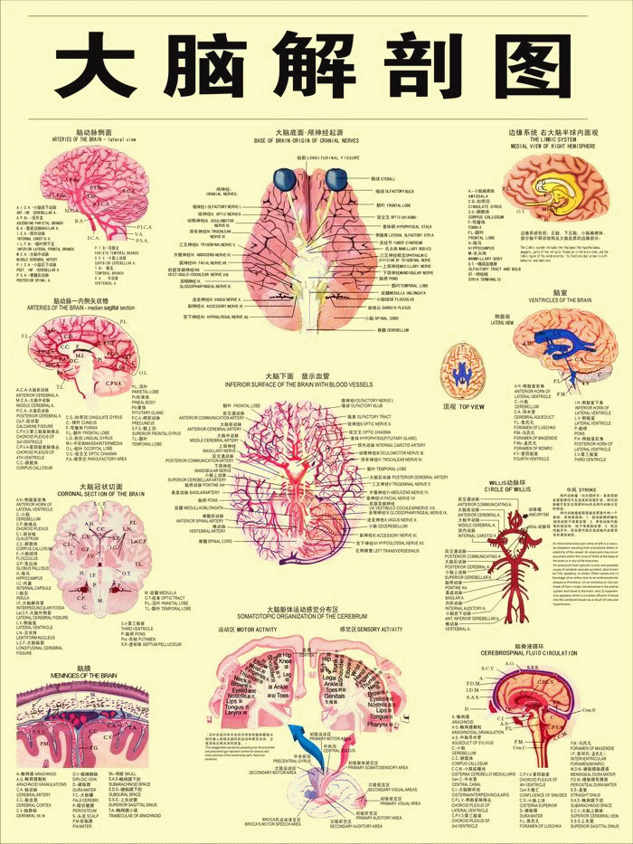 大脑解剖挂图医院神经科形象装饰墙贴人体系统器官解剖知识海报