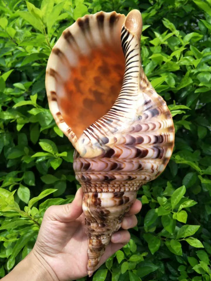 澳洲长香螺 天然海螺贝壳 大法螺法器号角佛教圣物 法器螺可吹响