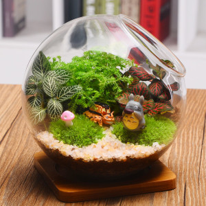 苔藓微景观植物生态瓶摆件