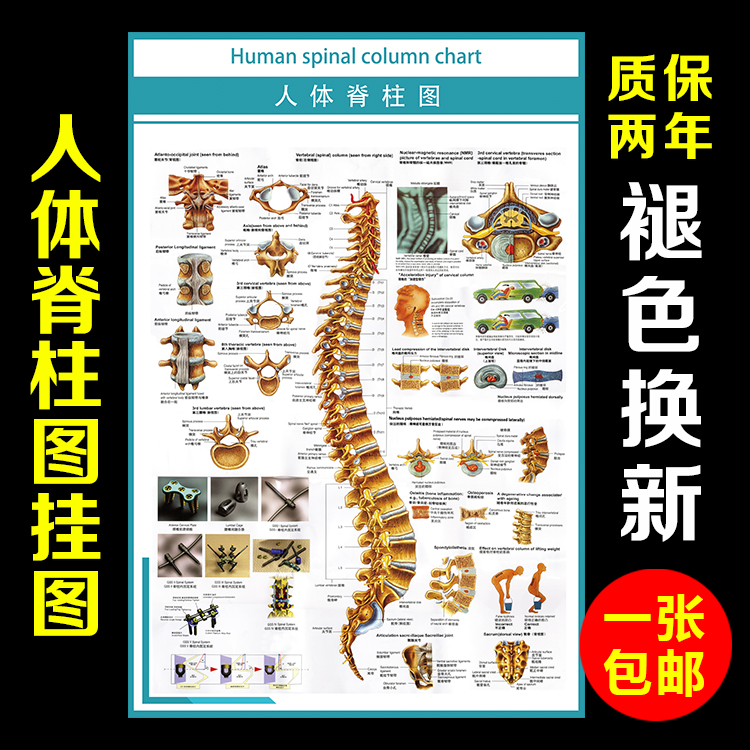 【包邮】医院人体医学解剖图医用挂图人体脊柱人体器官结构图挂图