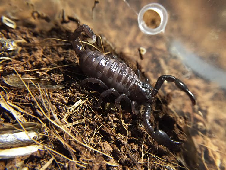 另类宠物蝎子 非洲蝎子活体异宠送新手套餐大蝎子蝎中帝王3-4cm