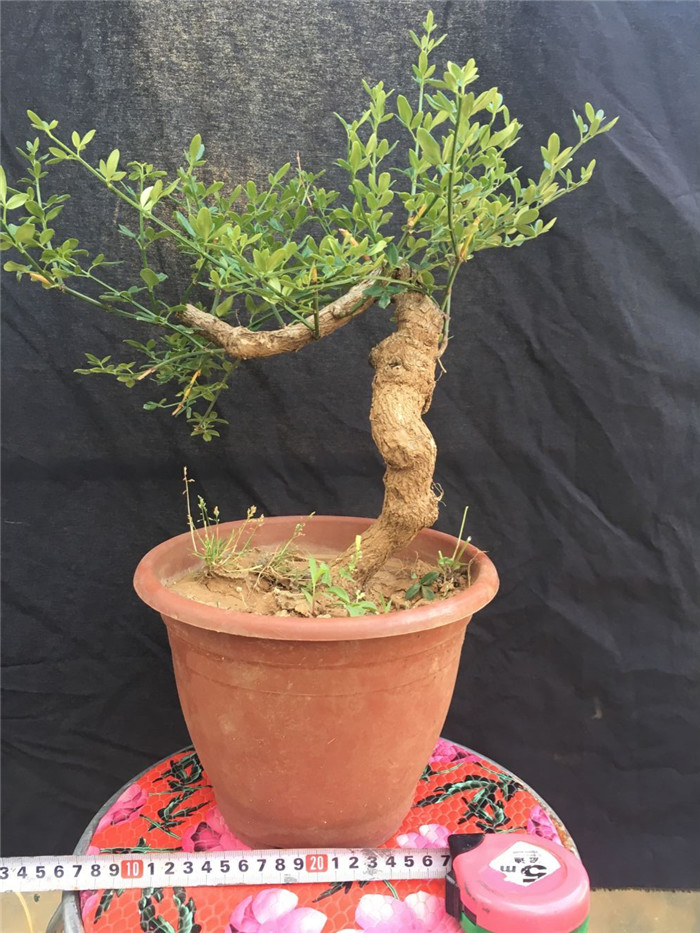 迎春花盆景 龙爪迎春迎春花盆栽迎春老桩树桩盆栽迎春盆景包邮