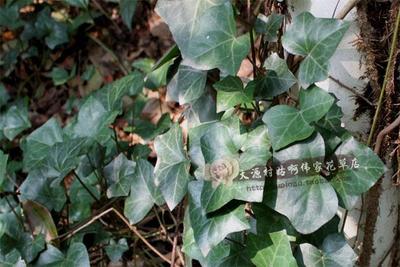 野生新鲜中草药材三角枫 常春藤 泡澡草药 可搭艾草见