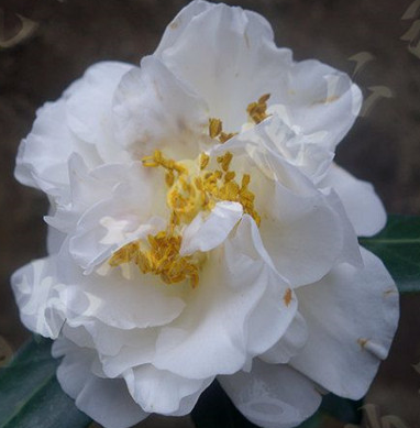 茶花瑞雪 冬季杀菌美观卧室书房茶几庭院植物客厅观茎植物绿植