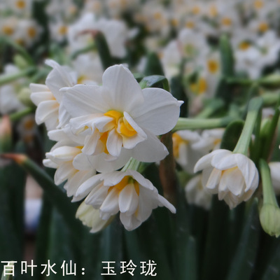 漳州名产:复瓣重瓣水仙花种球-玉玲珑 稀有濒危品种 一级二级
