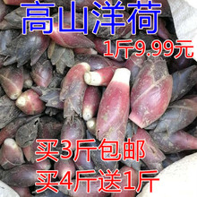 阳荷姜蘘荷洋合笋洋河姜3斤 茗荷 包邮 阳合洋合阳藿 恩施野生洋荷