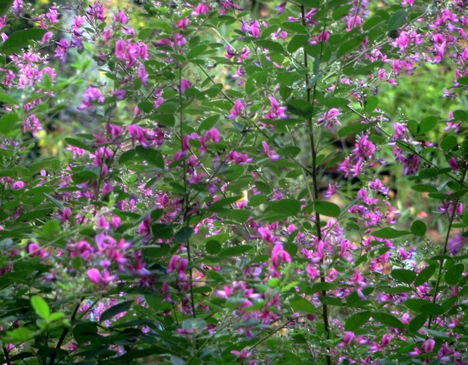 护坡灌木猪屎豆紫穗槐 刺槐 荆条马棘多花木兰胡枝子混播种子包邮