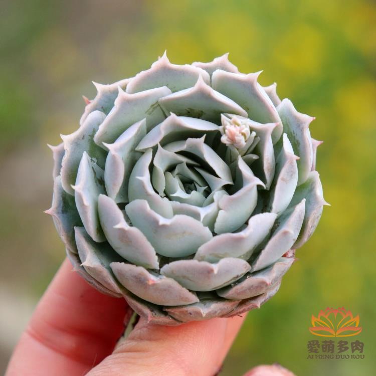 进口多肉植物 蓝丝绒皱叶月影爱萌多肉实物拍摄