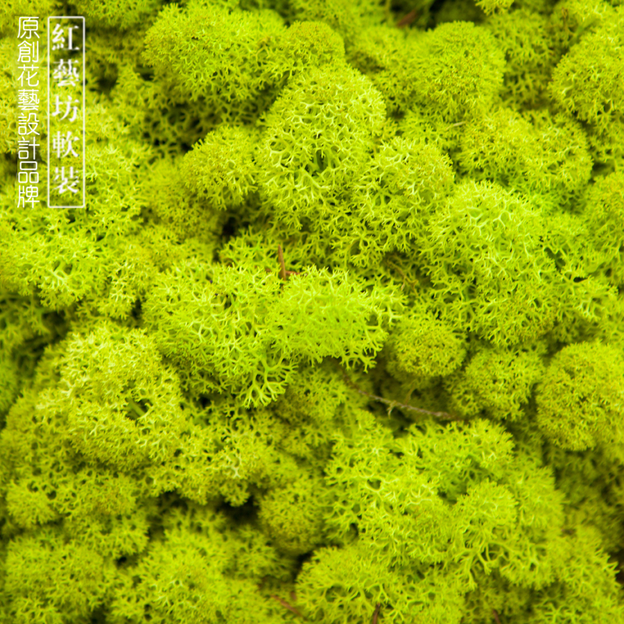 永生苔藓植物墙 假苔藓仿真青苔仿真苔藓垂直绿化生态立体植物墙