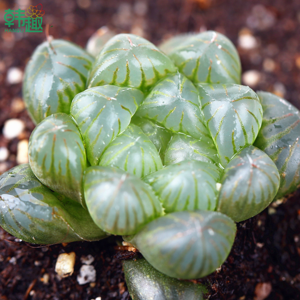 韩趣多肉植物 玉露多肉植物 姬玉露 水晶玉露多肉植物 满38元包邮