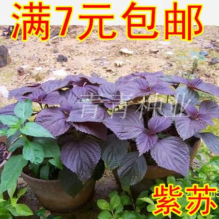 紫苏种子 紫苏子补血补钙 养生保健菜厨房香草种子特异的芳香杀菌