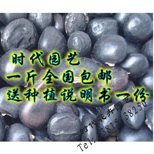 牛大力种子 牛大力种苗 牛蒡种子山莲藕、大力薯南方人参160/斤