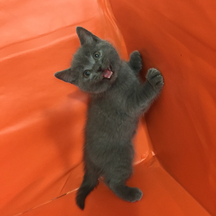 9月更新 英短蓝猫 公猫 萌宠纯种 活体幼崽 健康小奶猫宠物级