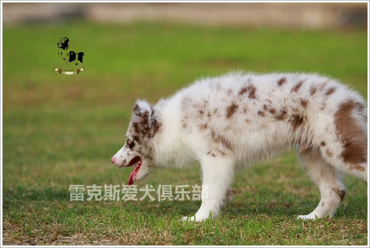 赛级双血统边牧/边境牧羊犬幼年犬畜牧犬红陨石小公7dd中型犬中毛