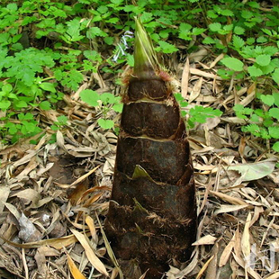 新鲜野春竹笋现挖新鲜蔬菜农家小炒腊肉竹笋 恩施特产高山篮竹笋