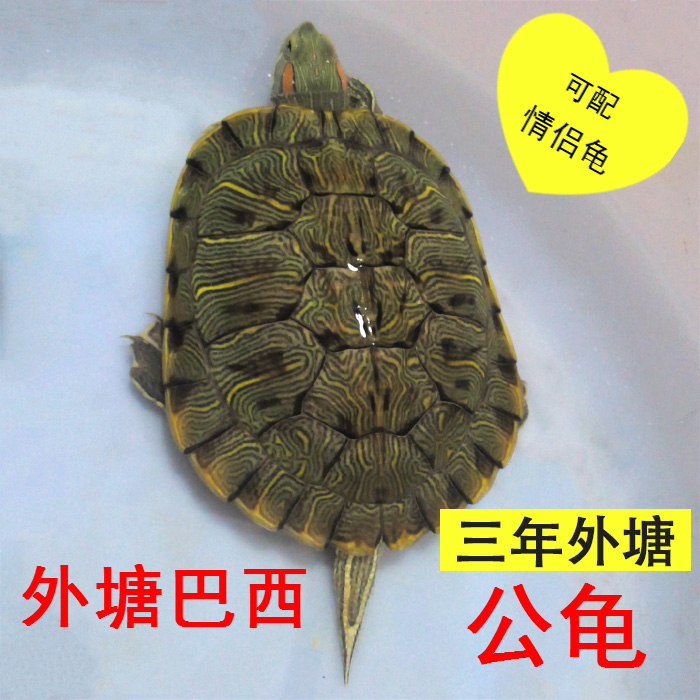 大小乌龟活体 宠物 巴西龟公 外塘乌龟 巴西彩龟 翠龟 包邮送龟粮