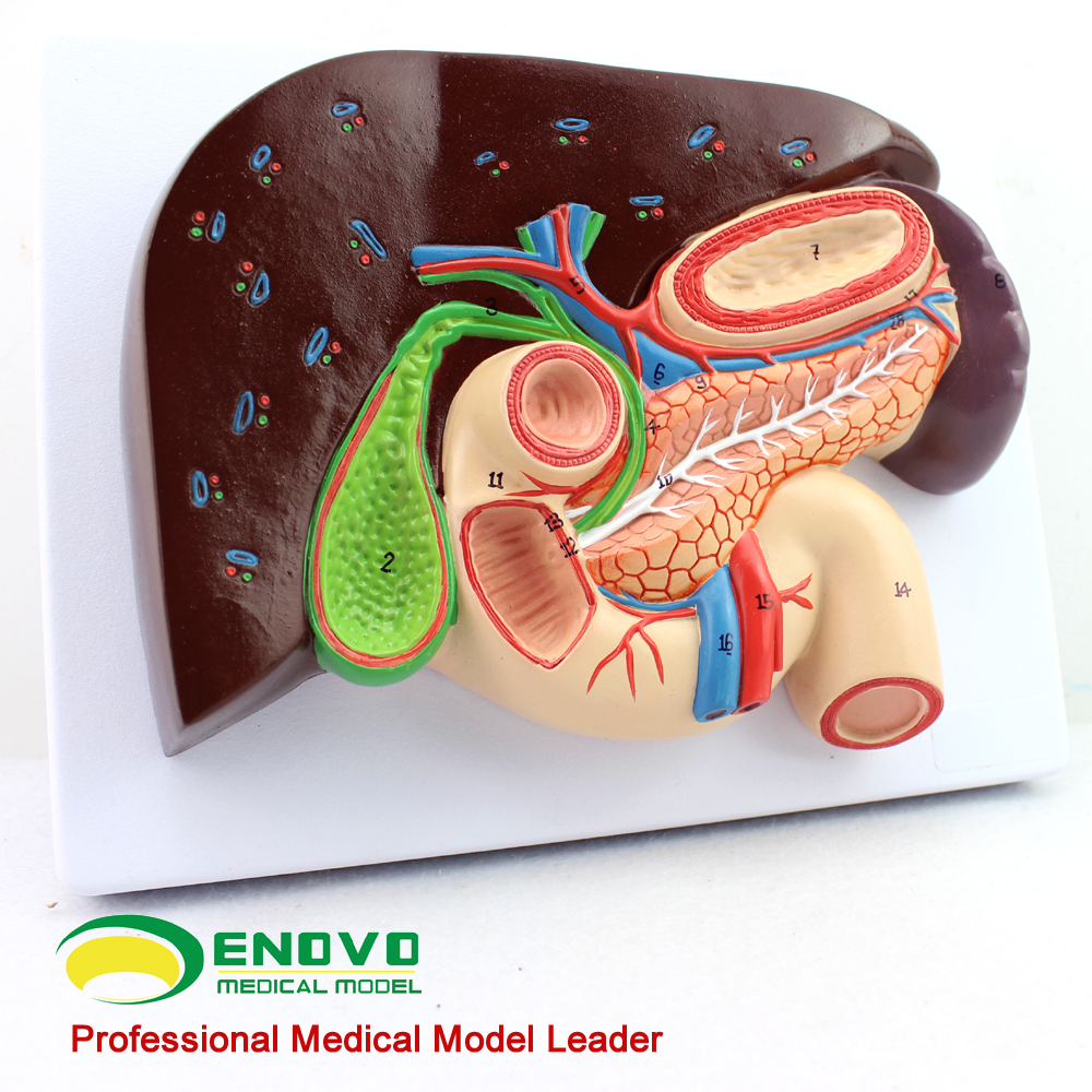 enovo正品 人体肝胆胰十二指肠胃结构模型消化科医学whipple模型