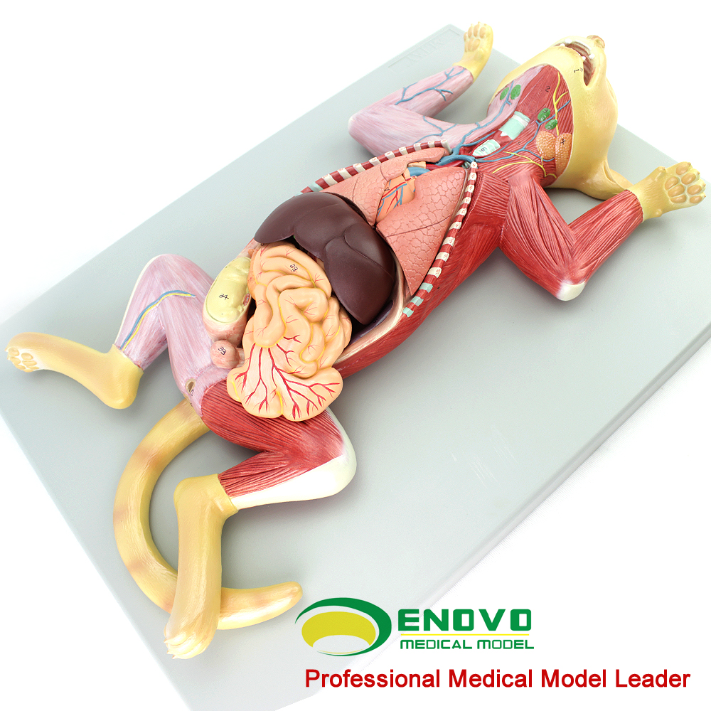 enovo颐诺猫解剖模型 宠物器官内脏肌肉神经兽医畜牧教学动物图谱