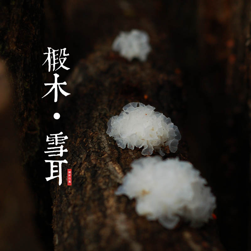 椴木雪耳 通江深山贡品野生银耳16新耳无硫平民燕窝30克 3份包邮