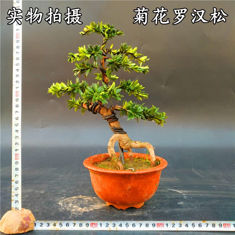 实物【菊花罗汉松】微型盆景 米叶罗汉松树桩盆景 雀舌罗汉松苗