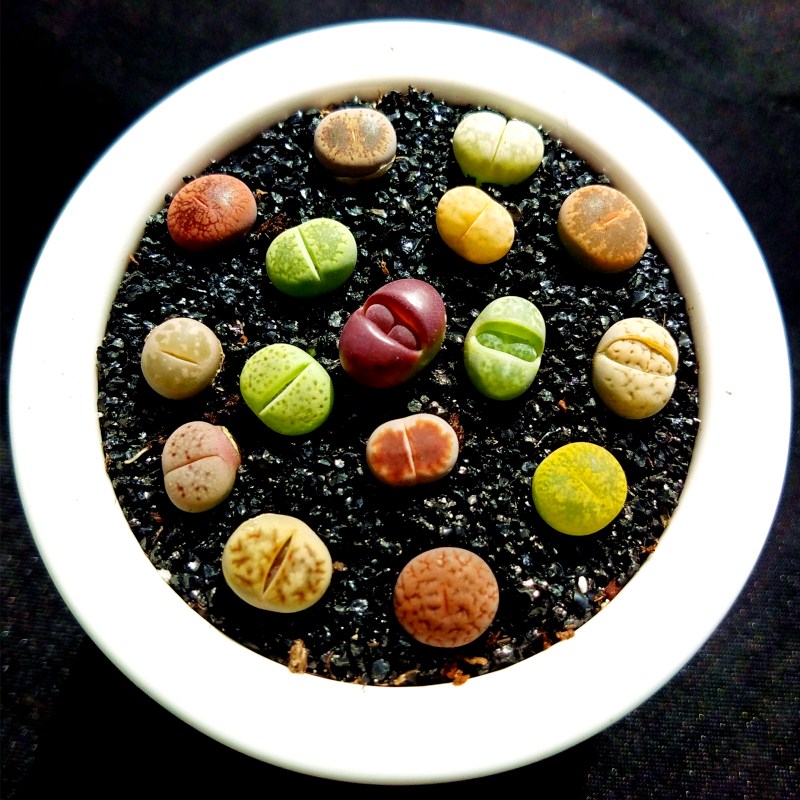 石排镇安逸花微信公众号【加◆V信Q同号:495