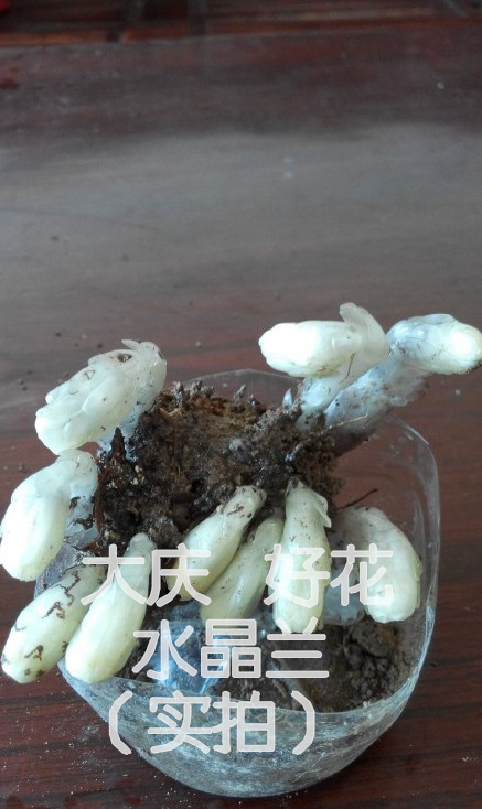 水晶兰种子 幽灵花 奇特兰花植物 高级兰花 稀有珍贵奇葩植物包邮